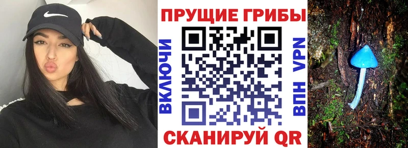 дарнет шоп Томмот Псилоцибиновые грибы Psilocybe